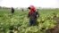 FILE - North Korean farmers spray fertilizer on cabbage crops at the Chilgol vegetable farm on the outskirts of Pyongyang, Oct. 24, 2014. in North Korea.