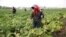 FILE - North Korean farmers spray fertilizer on cabbage crops at the Chilgol vegetable farm on the outskirts of Pyongyang, Oct. 24, 2014. in North Korea.