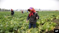 지난해 10월 평양 외곽 칠곡채소농장에서 농부들이 밭에 거름을 주고 있다. (자료사진)