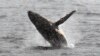 A humpback whale jumps out of the water in the western Antarctic peninsula, on March 5, 2016. 