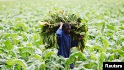 FILE - A farm worker harvests tobacco leaves at a farm ahead of the tobacco selling season in Harare, Zimbabwe. Farmers say they have been forced to sell seeds and fertilizers supplied by the government for the 2015-2016 planting season to avert a current hunger crisis. 