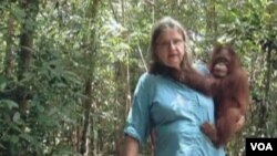 Nuestros entrenadores llevan a los orangutanes al bosque todos los días y les permiten que ellos se enseñen los unos a los otros, explica Biruté Mary Galdikas.