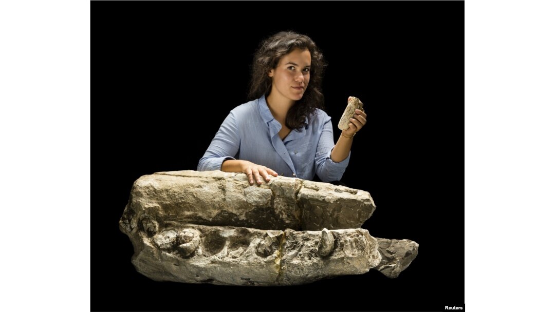 Alex Boersma, research student at Smithsonian Institution and recent graduate of Vassar College, is shown with skull of Albicetus, meaning "white whale" in this image released Dec. 8, 2015.