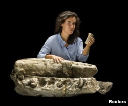 Alex Boersma, research student at Smithsonian Institution and recent graduate of Vassar College, is shown with skull of Albicetus, meaning "white whale" in this image released Dec. 8, 2015.