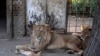  Kenya: un lion échappé du parc national de Nairobi sème la panique 