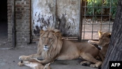 Un lion et ses petits sont photographiés dans le petit zoo du parc national de Dinder, à environ 400 km au sud-est de la capitale soudanaise, le 5 avril 2021.