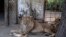 Un lion et ses petits sont photographiés dans le petit zoo du parc national de Dinder, à environ 400 km au sud-est de la capitale soudanaise, le 5 avril 2021.