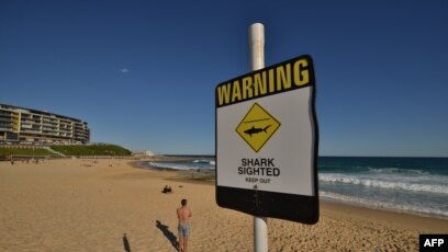 Jumlah Hiu Ganas Di Pantai Ini Jauh Lebih Banyak Daripada