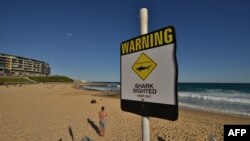 Tanda peringatan hiu di pantai kota Newcastle, New South Wales utara, Australia. (Foto: dok). Seorang peselancar dikabarkan tewas diserang hiu di kawasan wisata Gold Coast, Australia, Selasa (8/9).