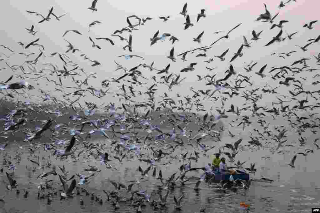 Men feed seagulls on the Yamuna River in New Delhi, India.