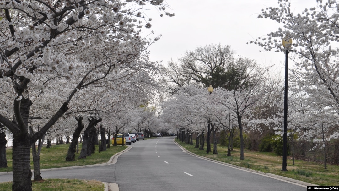 Bunga Sakura di DC