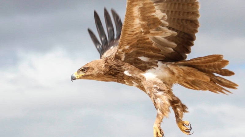 Birds of Prey in Decline with Loss of Habitat