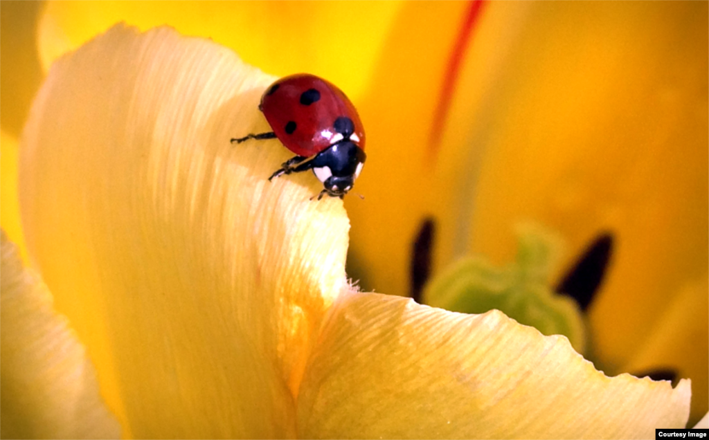Ladybug, or lady beatle, is part of the Coccinellidae family and is considered useful insect. (Diaa Bekheet/VOA)