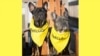 Українська компанія Petcube спробує зібрати рекордну кількість врятованих собак на події в Сан-Франциско