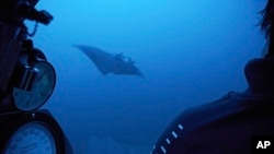 A manta ray swims near the submersible during a dive off the coast of the island of St. Joseph in the Seychelles, April 8, 2019. 