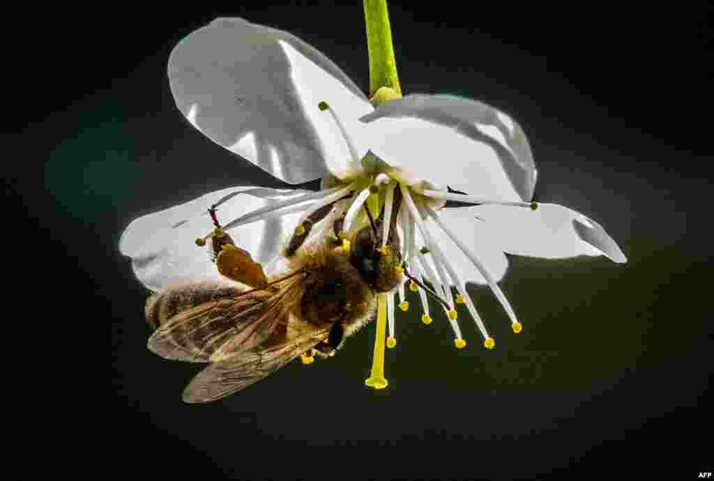 A bee gather pollen on a blooming branch of a cherry tree in a garden outside Moscow, Russia.