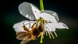 A bee gather pollen on a blooming branch of a cherry tree in a garden outside Moscow on May 11, 2020.