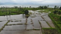 Hamparan lahan persawahan di pesisir Danau Poso, di desa Toinasa, kecamatan Pamona Barat, Kabupaten Poso yang terdampak luapan air danau, Minggu,15 November 2020. (Foto: Yoanes Litha)