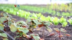 Kebun Sayur dan Buah di Atap Gedung Konvensi di New York