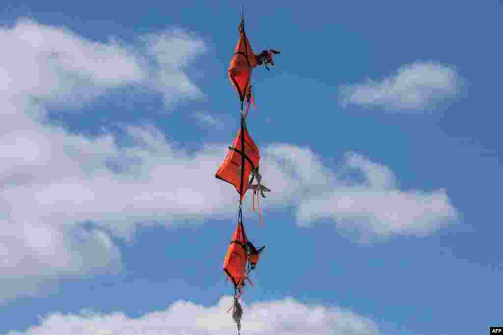 A helicopter transports three mule deer to a field clinic where the Division of Wildlife Resources will check their condition to determine how they fared the winter at Hardware Ranch near Hyrum Utah, USA, March 4, 2020.