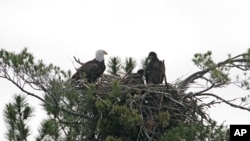 Un águila calva adulta captada mientras alimentaba con un pescado a dos de sus crías en un nido en la región de los lagos de New Hampshire el 14 de junio de 2006. Las crían salen del nido, pero habitan cerca del hogar de sus padres hasta encontrar su propio territorio.