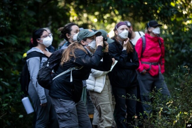 FILE - A students watch a group of golden lion tamarins during an observation tour at a private partner property of the golden lion tamarin ecological park, in the Atlantic Forest region of Silva Jardim, Rio de Janeiro state, Brazil, Thursday, June 16, 2022. (AP Photo/Bruna Prado)