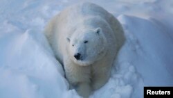 FILE - Taiga the polar bear looks on at the Quebec Aquarium in Quebec City, Quebec, Canada, Dec. 30, 2013.