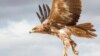 Birds of Prey in Decline with Loss of Habitat