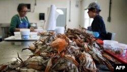 En la foto de archivo trabajadores migrantes recogen cangrejos en Old Salty's Seafood en Hoopers Island, Maryland.