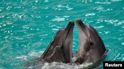 Dos de los delfines evacuados desde un acuario destruido en Ucrania, vistos en su nuevo hogar en Constanta, Rumanía, el 4 de abril de 2023.