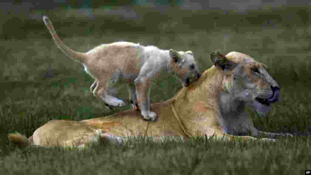 Un lionceau joue avec une lionne dans le Lion Park, Afrique du sud ,4 février 2015. 