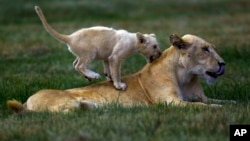 FILE: A young lion cub plays with a female lion at the Lion Park outside Johannesburg, South Africa, Feb. 4, 2015. 