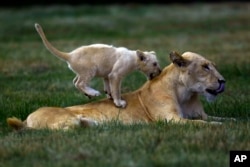 A young lion cub plays with a female lion at the Lion Park outside Johannesburg, South Africa, Feb. 4, 2015.