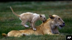 FILE - A young lion cub plays with a female lion at the Lion Park. 