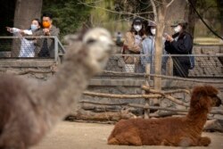 Pengunjung mengenakan masker, saat melihat alpaka di Kebun Binatang Beijing di tengah pandemi COVID-19, 24 Maret 2020. (Foto: AP)