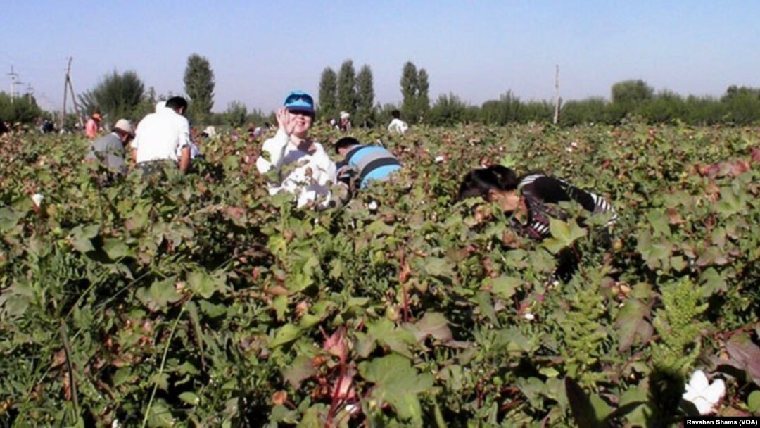 Tojikiston ahli ham paxtazorda, fotolavha