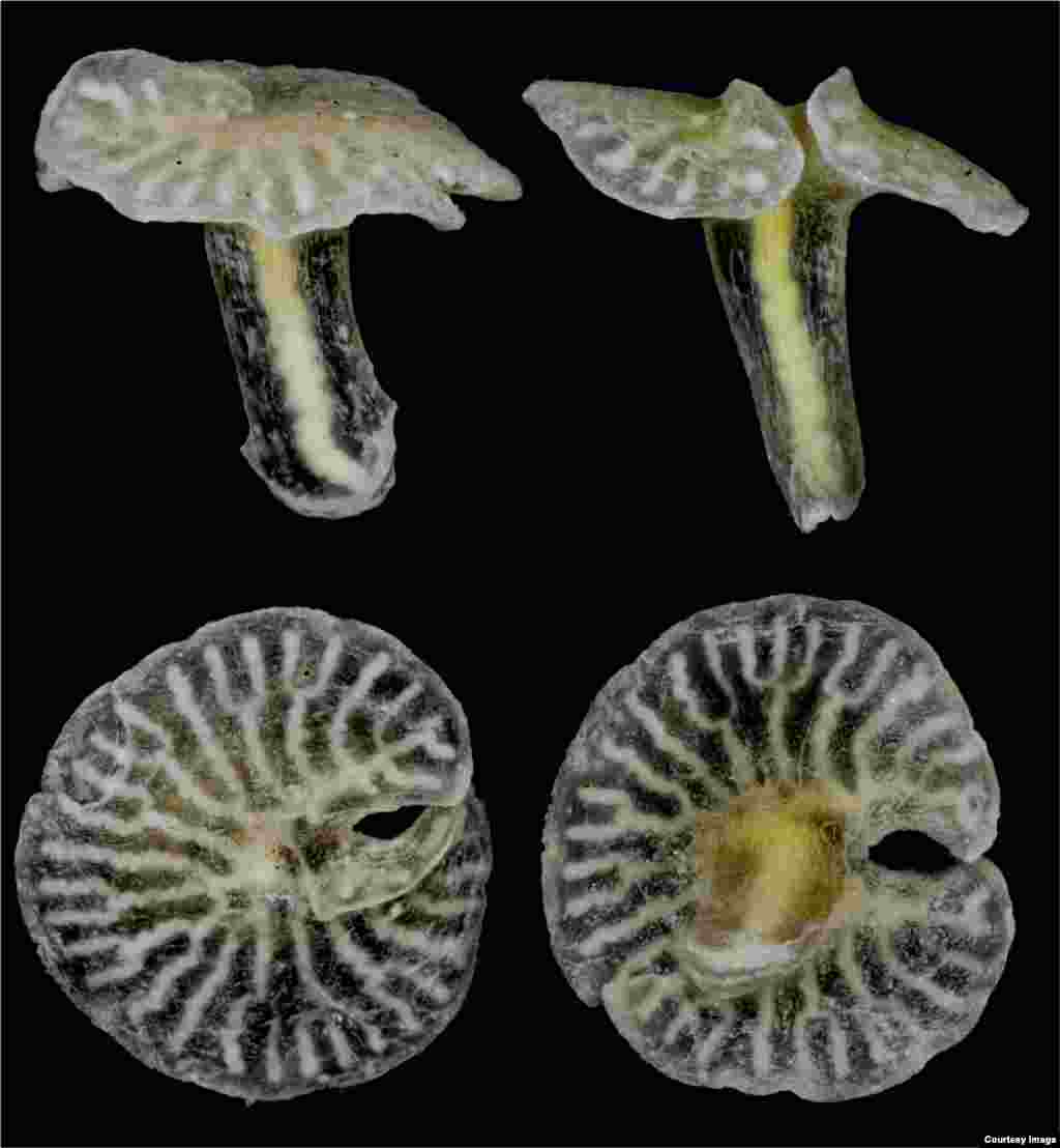 Këto kafshë shumëqelizore, &ldquo;Dendrogramma enigmatica&rdquo; dhe &ldquo;D. Discoides&rdquo;, &nbsp;gjenden në fundin&nbsp; e detit pranë brigjeve juglindore të Australisë. Ato ngjasojnë me fosilet nga koha kur filloi jeta në planetin tonë.&nbsp; (Jorgen Olsen)