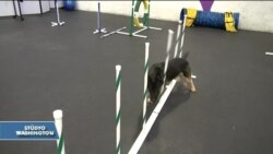Köpekler İçin Spor Salonu