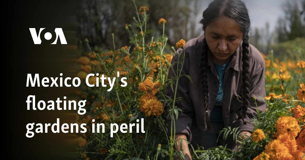 Mexico City's floating gardens in peril