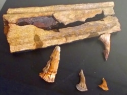 Fragment of rostrum and some teeth of Onchopristis