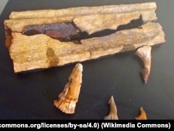 Fragment of rostrum and some teeth of Onchopristis