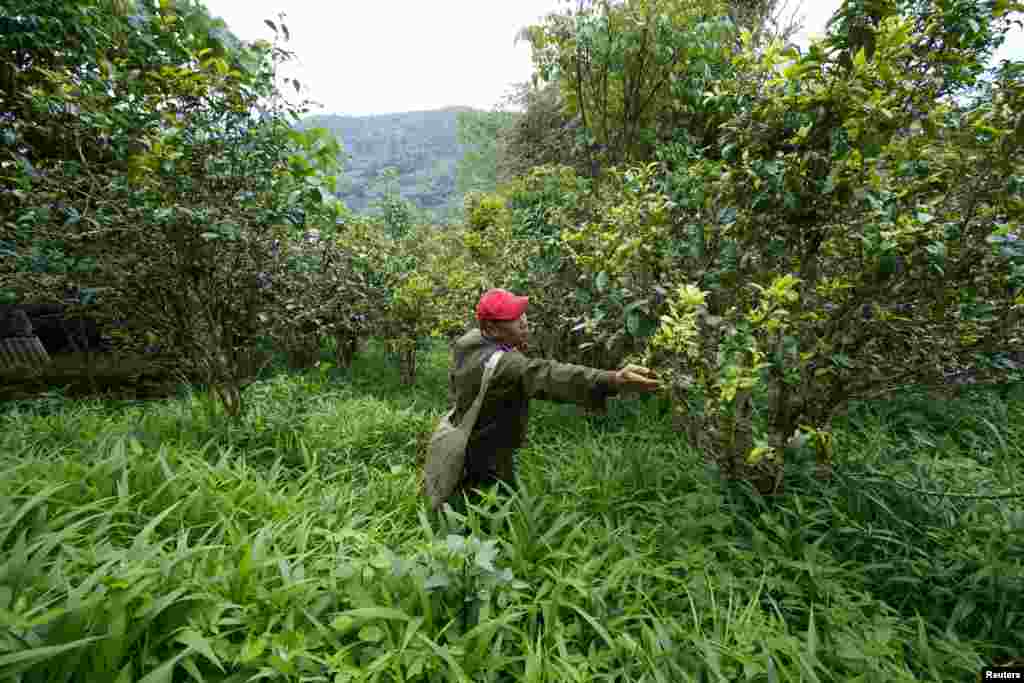 چائے کی پتیوں کی دیکھ بھال میں مصروف ایک کسان