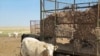 US Drought Could Trigger Higher Beef Prices