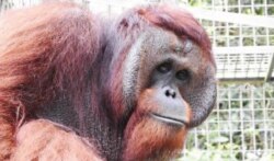 Juve, Orangutan Kalimantan berusia 25 tahun, dilepasliarkan ke hutan Kehjen Sewen di Kabupaten Kutai Timur, Kalimantan Timur, Rabu 17 Februari 2021. (Courtesy: KLHK)