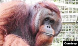 Juve, Orangutan Kalimantan berusia 25 tahun, dilepasliarkan ke hutan Kehjen Sewen di Kabupaten Kutai Timur, Kalimantan Timur, Rabu 17 Februari 2021. (Courtesy: KLHK)