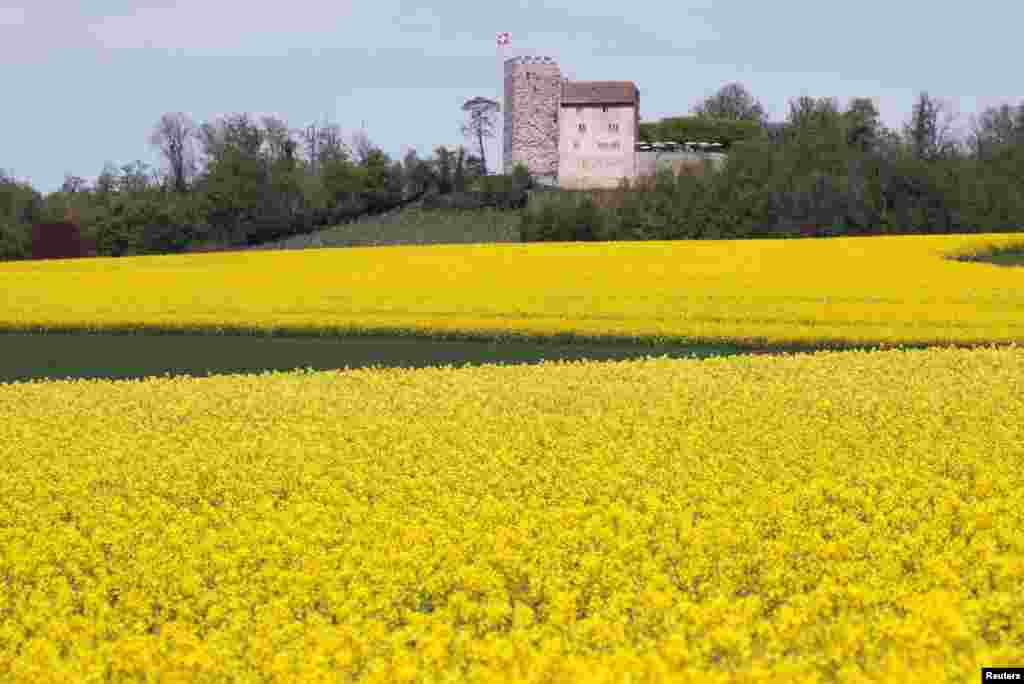 Schloss Habsburg castle, a medieval fortress, is seen behind rapeseed fields during sunny weather near the village of Habsburg, Switzerland.