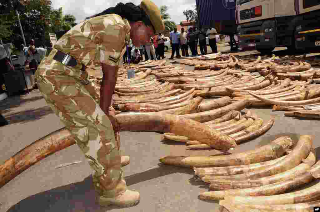 A Kenya Wildlife Service officer tests the weight of an elephant tusk at a display of more than 140 confiscated pieces of ivory outside the Port of Mombasa&#39;s police station on July 9, 2013. Shabab continues to smuggle large quantities of ivory by dhow to larger vessels anchored off Kenya&#39;s and Somalia&#39;s coasts.