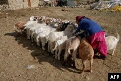 لداخ کے علاقے میں تقریباً 1700 خاندبدوش خاندان پشمینہ اون والی بکریاں پالتے ہیں، لیکن اب ان کے بچے گلہ بانی کرنے پر تیار نہیں ہیں۔