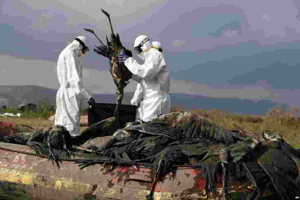 Workers put a dead crane in a bag at the Hula Lake conservation area, north of the Sea of Galilee, in northern Israel, Jan. 2, 2022.&nbsp;Bird flu has killed thousands of migratory cranes and threatens other animals in northern Israel amid what authorities say is the deadliest wildlife disaster in the nation&#39;s history.