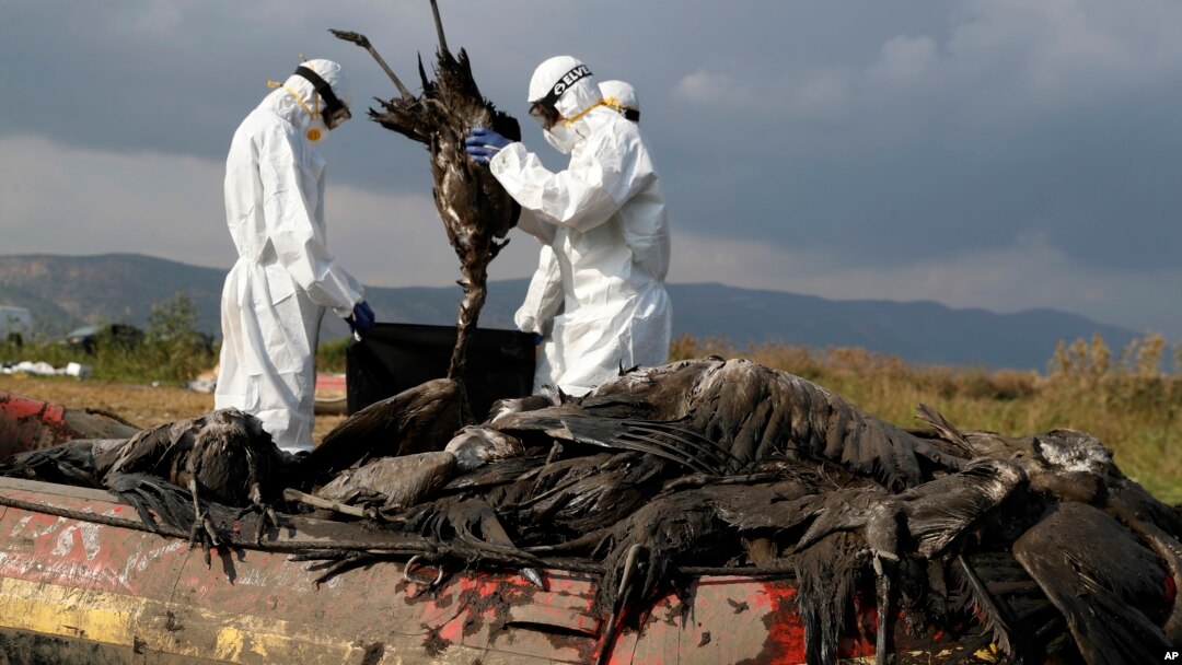 Para pekerja Israel mengumpulkan bangkai burung-burung bangau yang mati di Danau Hula, Israel utara, 2 Januari 2022. 